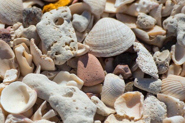 Coral sand close up detail