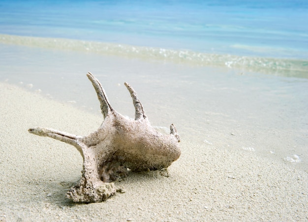 Coral shell on the tropical beach