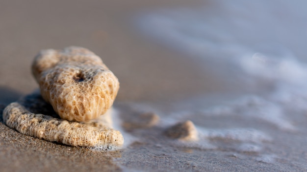 Coral stone on sand beach