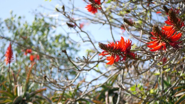 Coral tree red flower in garden California USA. Erythrina flame tree bloom, botanical exotic blossom