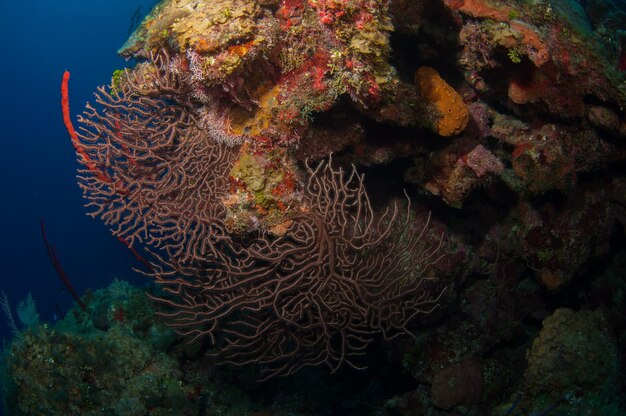 Coral underwater in the caribbean sea