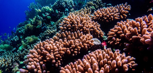 коралл подводное море подводная экосистема