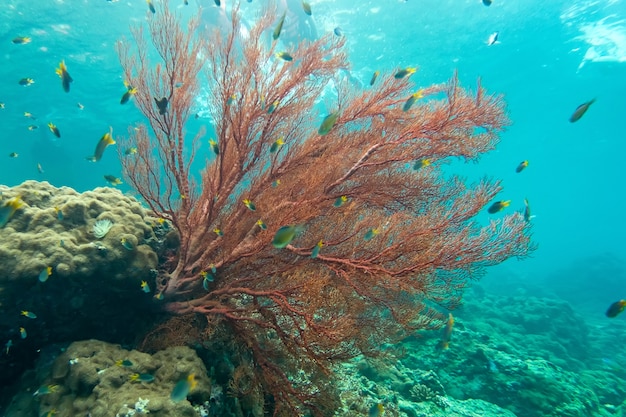Coraline algen en corel in de cockburn Island, Myanmar
