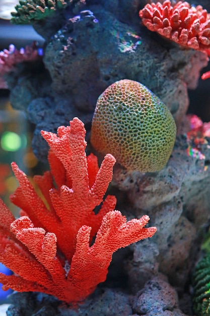 Photo corals in aquarium tank