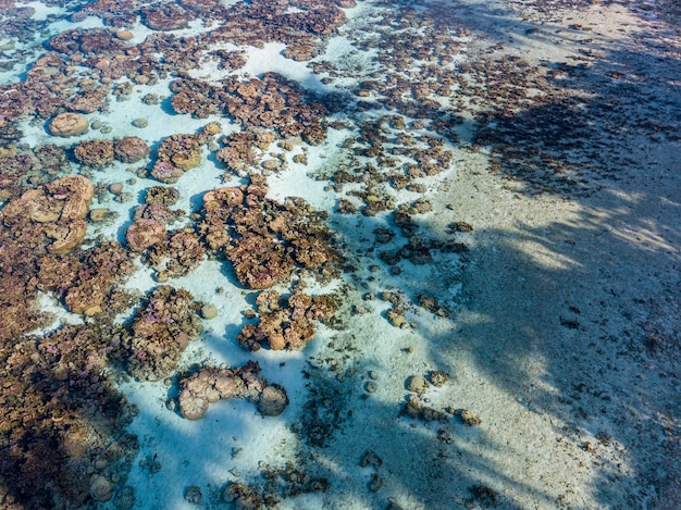 Photo corals garden reefs in french polynesia aerial view with drone