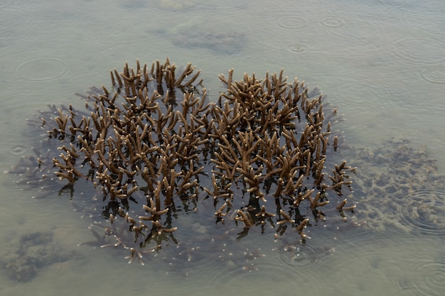 Corals grow near an island left out of the water