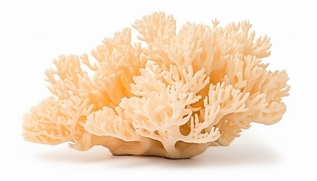 Corals isolated on white background with clipping path