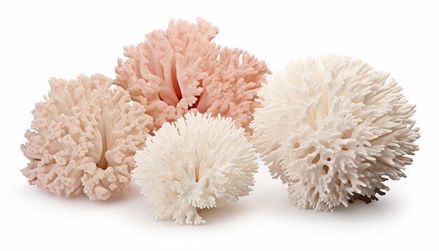 Photo corals isolated on white background