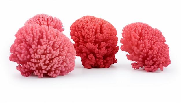 Foto coralli isolati su uno sfondo bianco
