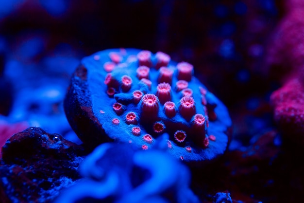 Corals in a marine aquarium.