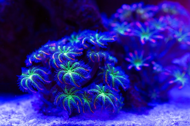 Photo corals in a marine aquarium.