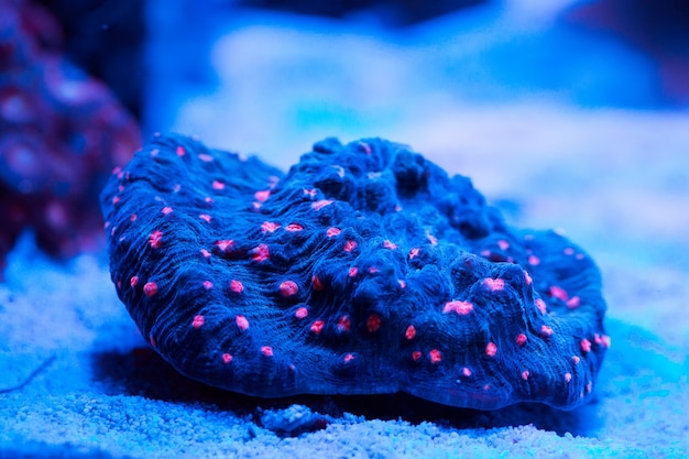 Corals in a marine aquarium.