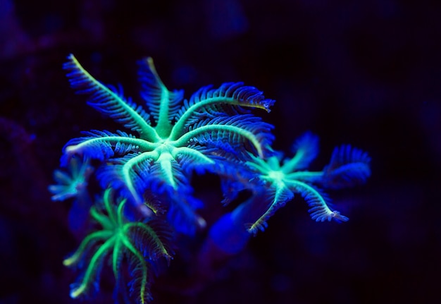 Corals in a marine aquarium.