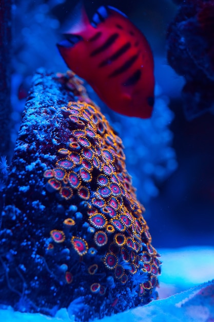 Photo corals in a marine aquarium.