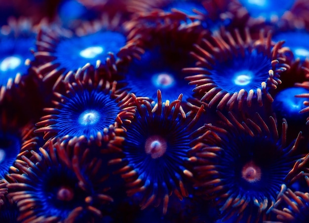 Corals in a marine aquarium.