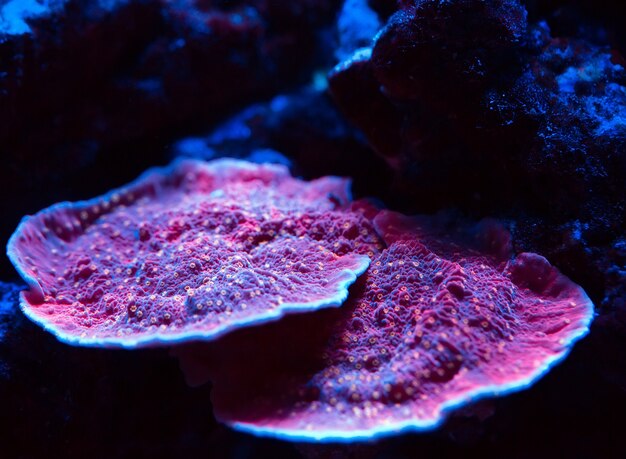 Photo corals in a marine aquarium.