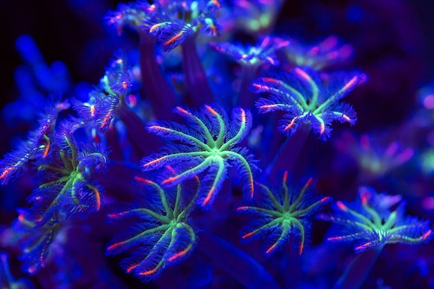 Photo corals in a marine aquarium.