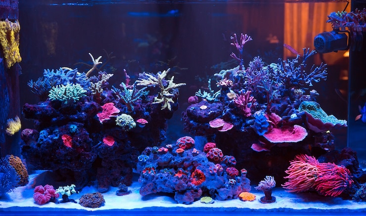 Photo corals in a marine aquarium.