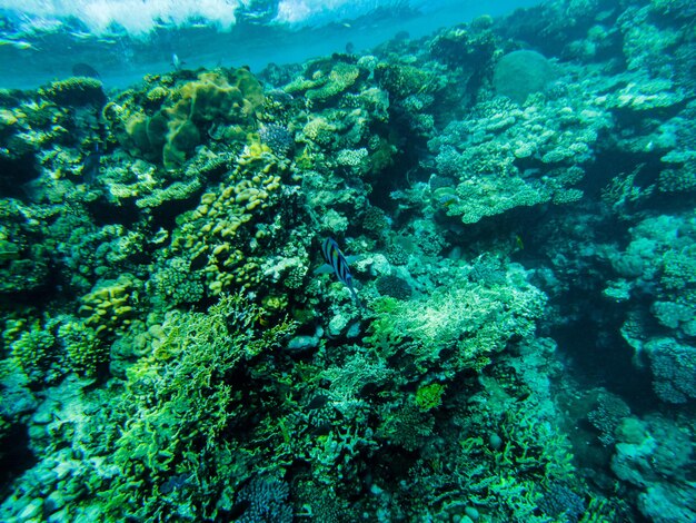 Corals in the red sea. view of the bottom of the red sea