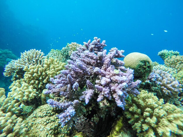 Corals in sea