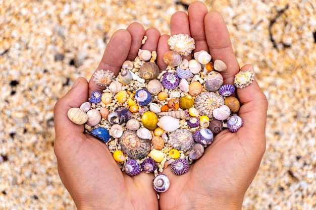 Photo corals and seashells of beautiful and different colors on the palms of a woman in coral strand beach galway ireland