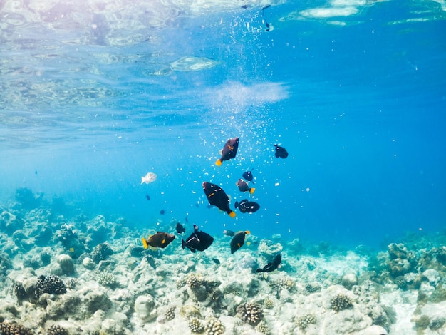 サンゴと熱帯魚の水中海洋生物