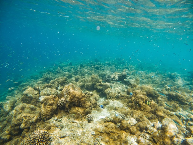 Corals and tropical fish underwater sea life