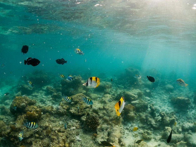 サンゴと熱帯魚の水中海洋生物