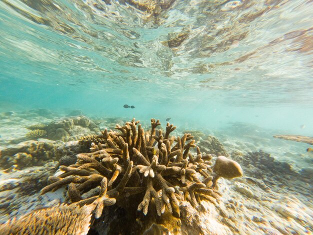 サンゴと熱帯魚の水中海洋生物