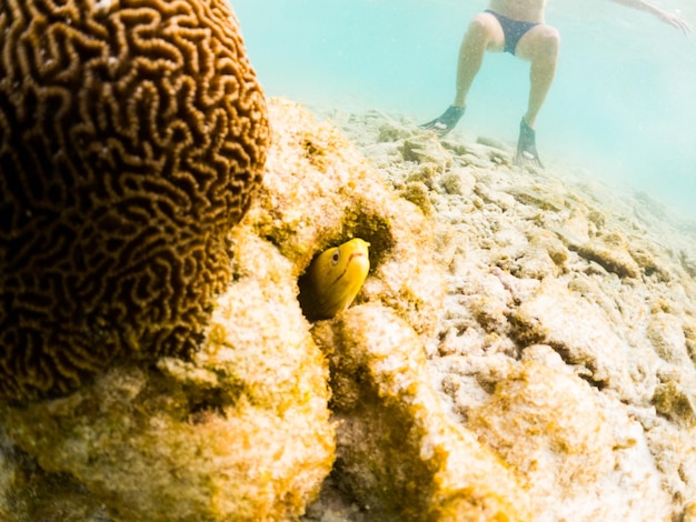 Corals and tropical fish underwater sea life