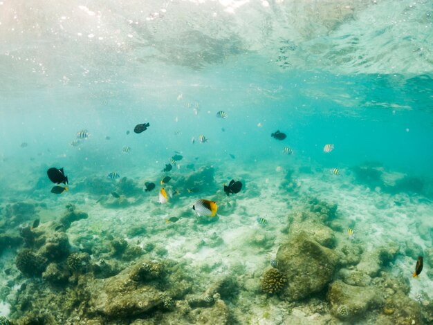 サンゴと熱帯魚の水中海洋生物