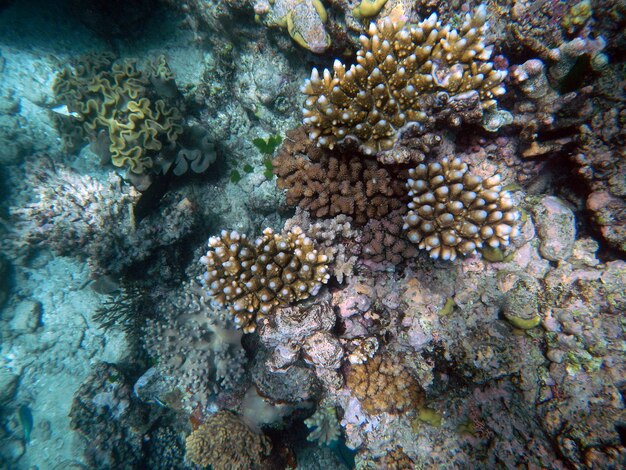 Coralli sott'acqua durante lo snorkeling sulla grande barriera corallina, in australia