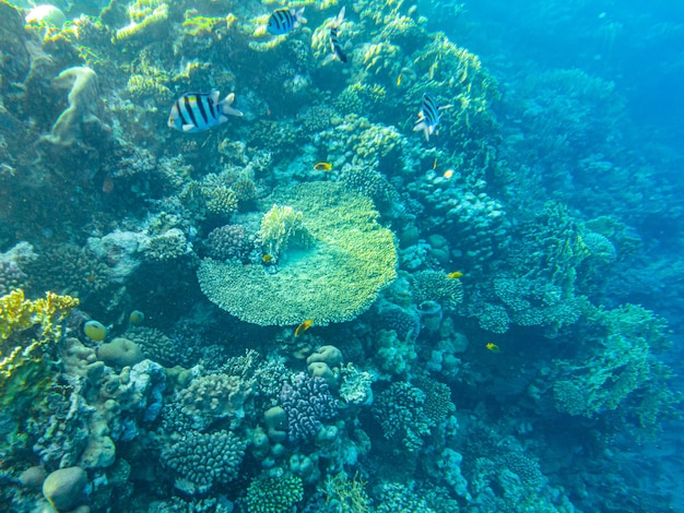 Кораллы под водой. египет подводная жизнь красного моря.