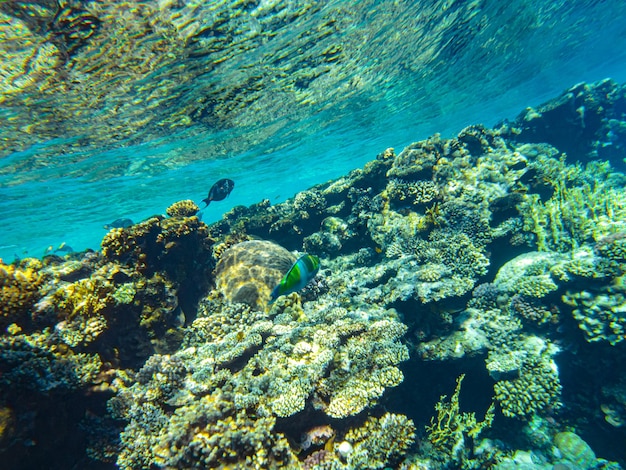 Кораллы под водой. египет подводная жизнь красного моря.