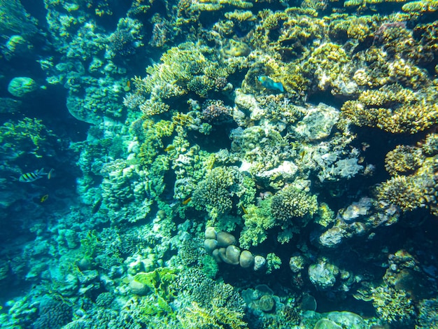 Corals underwater. egypt underwater life of the red sea.