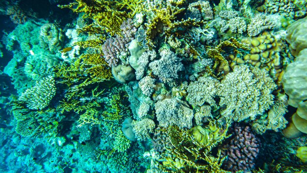 Foto coralli sott'acqua. egitto vita sottomarina del mar rosso.