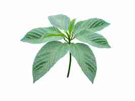 Photo corchorus olitorius leaves seed is used as vegetable and used in ayurvedic medicine