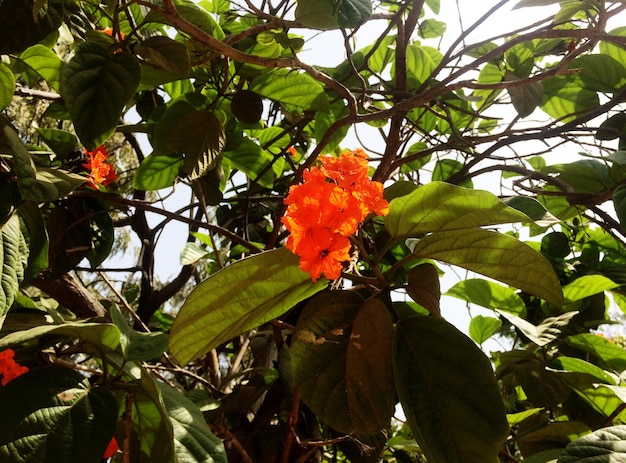 コルディア・ミクサの花と葉
