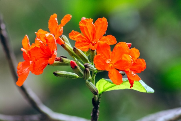 Cordia sebestena — кустарник