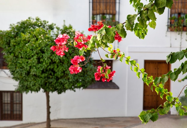 Cordoba-straten op een zonnige dag in het historische stadscentrum