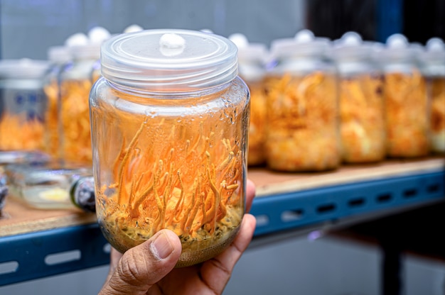 Cordyceps-paddenstoel in laboratoriumkamer gecontroleerde temperatuur