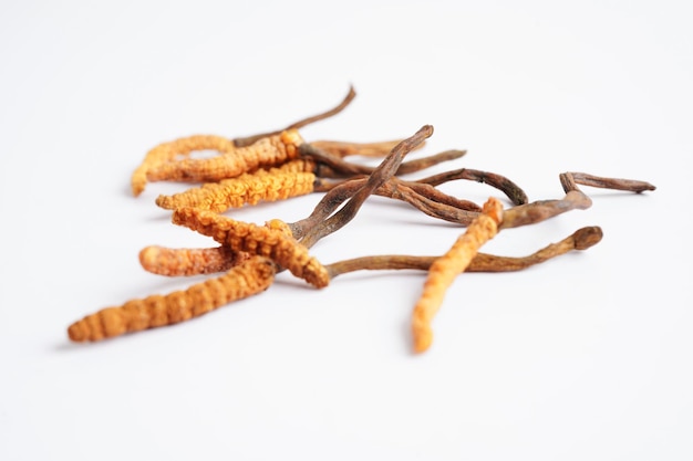 코르디세프스 시네시스 (Cordyceps sinensis) 또는 오피오코르디세프트 시네시 (Ophiocordyceps) 는 백색 바탕에 분리된 버섯 허브 치료입니다.