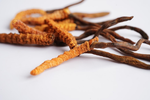 写真 コルディセプス・シネンシス (cordyceps sinensis) とオフィオコルディセップス・シネスシス (ophiocordyces sinensis) は白い背景のキノコのハーブで分離された植物です