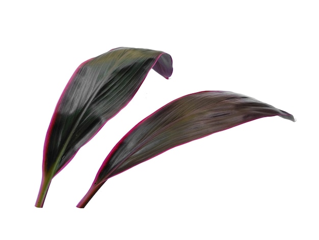 Cordyline fruticosa bladeren of hanjuang blad op witte achtergrond