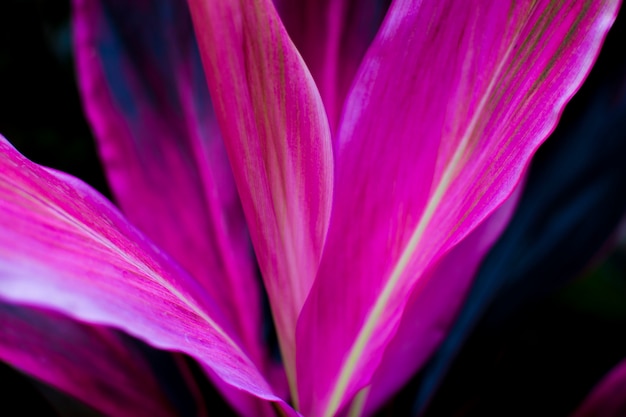 Cordyline fruticosa close up, nature detail.