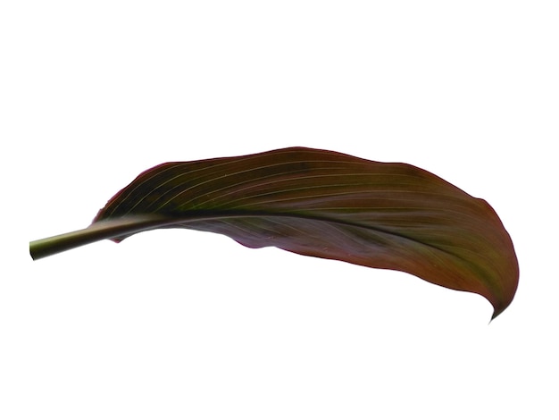 Cordyline fruticosa leaves or hanjuang leaf on white background