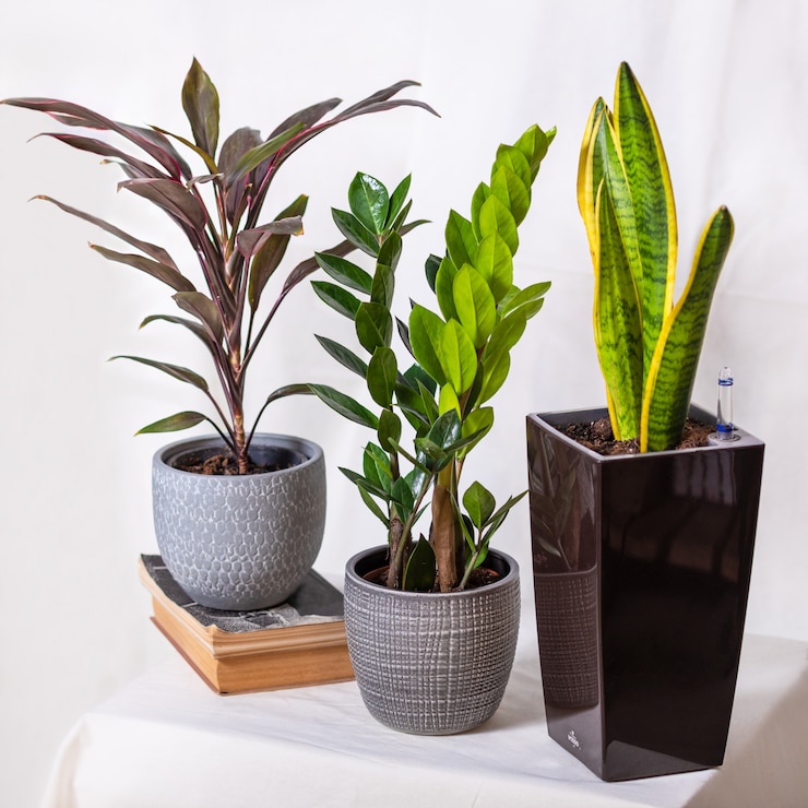 Photo cordyline fruticosa rumba, zanzibar gem, zamioculcas, sansevieria