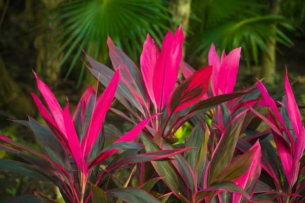 Cordyline fruticosa in the wild pink leaves