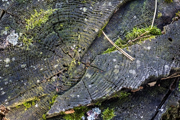 The core of a tree close up