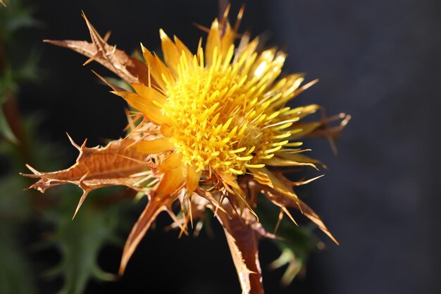 Foto nucleo di cardo giallo